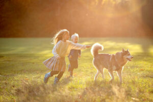 Two small children chasing husky dog in the field whilst the sunset floods the whole image with yellow beams